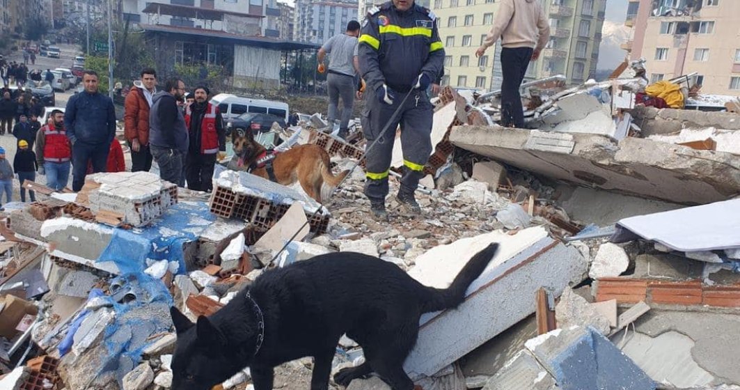Povestea singurului loc din România unde se pregătesc câinii de salvare în caz de cutremur