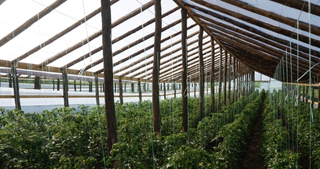 Cum sa deschizi o ferma de legume bio: de ce ai nevoie ca sa incepi afacerea