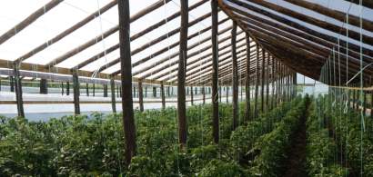 Cum sa deschizi o ferma de legume bio: de ce ai nevoie ca sa incepi afacerea
