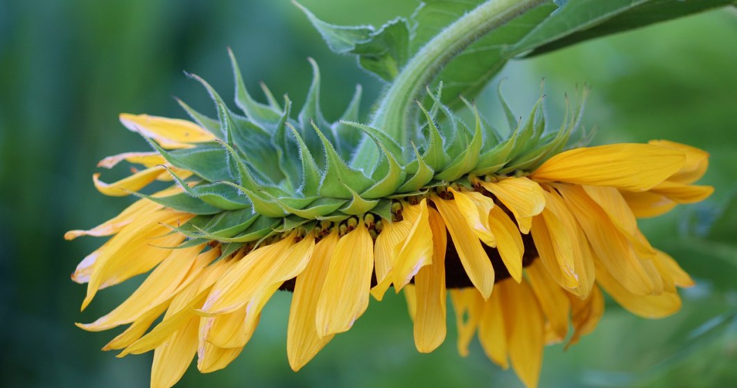 Ucraina, cel mai mare producător mondial de floarea soarelui, ar putea avea o recoltă mai mică cu 42%
