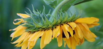 Ucraina, cel mai mare producător mondial de floarea soarelui, ar putea avea o...