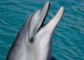 Rusia folosește delfini antrenați militar pentru a proteja baza din Sevastopol