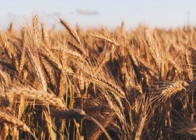 După Polonia, și Ungaria a interzis importul cerealelor ucrainene. Bulgaria...