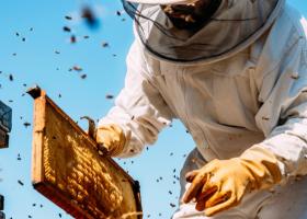 O companie care digitalizează industria apicolă intră pe piața din România