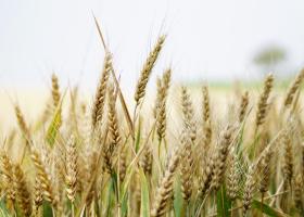 Importurile de produse agricole din Ucraina ar putea fi interzise în România...