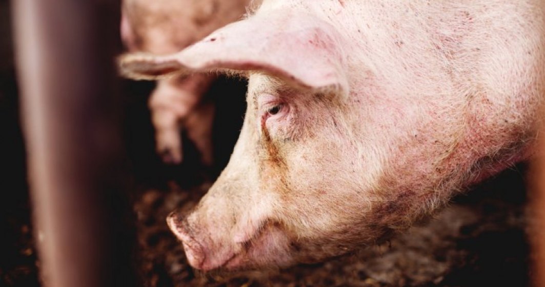 Au fost confirmate doua noi focare de pesta porcina: 25.000 de porci vor fi eutanasiati