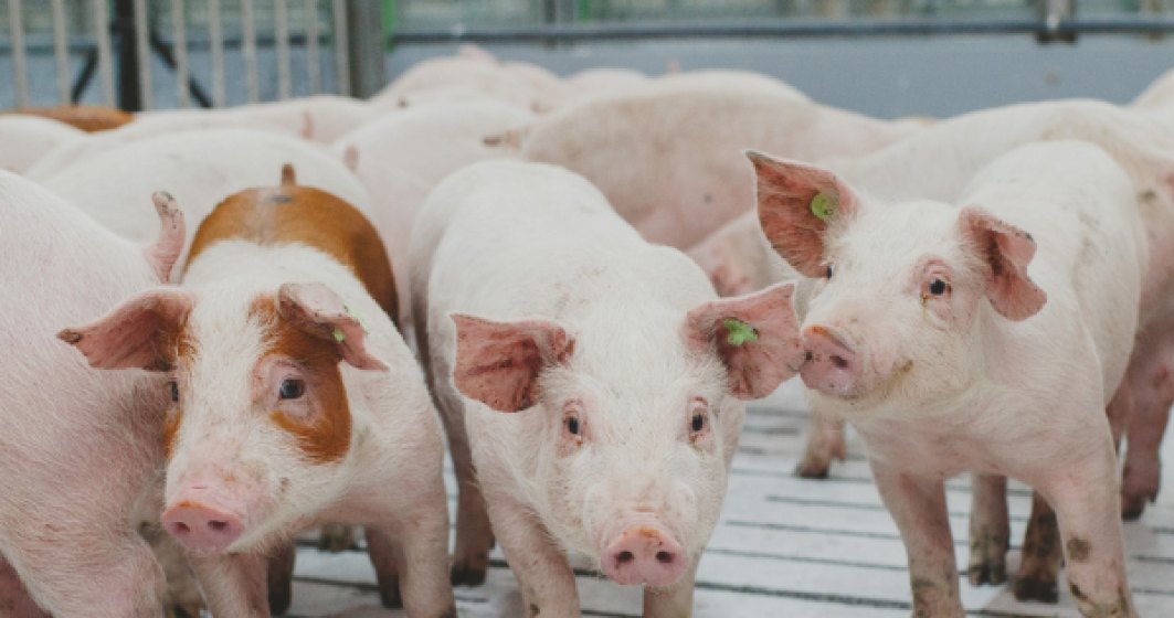 De la coronavirus, la pesta porcină: Cum fac față producătorii de carne la noile riscuri
