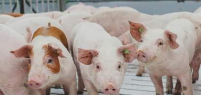 De la coronavirus, la pesta porcină: Cum fac față producătorii de carne la...