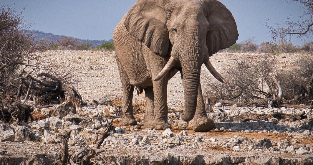 Namibia a scos la vânzare peste 150 de elefanți din cauza secetei