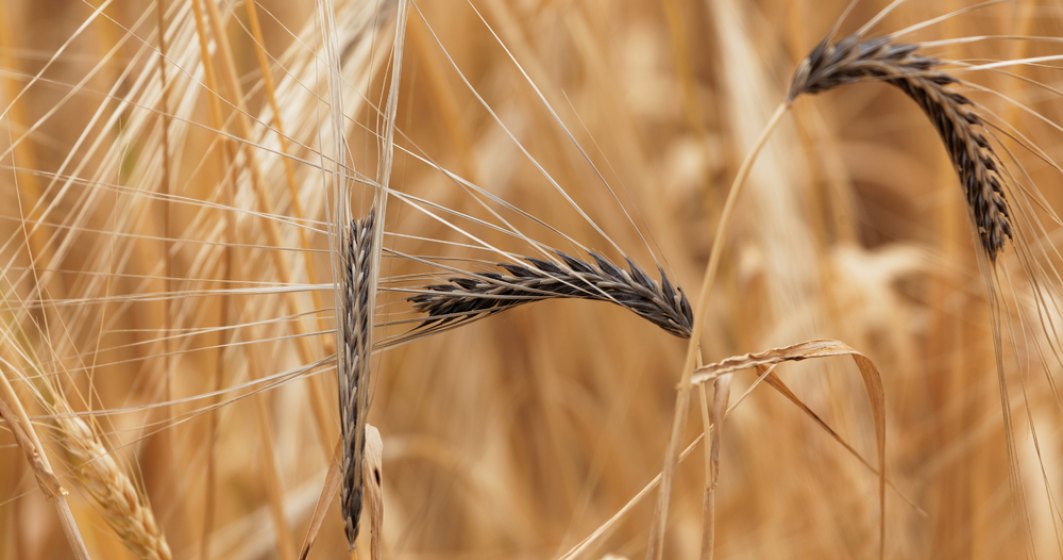 Cum se pot recunoaste si preveni bolile periculoase ale culturilor de cereale