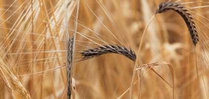 Cum se pot recunoaste si preveni bolile periculoase ale culturilor de cereale