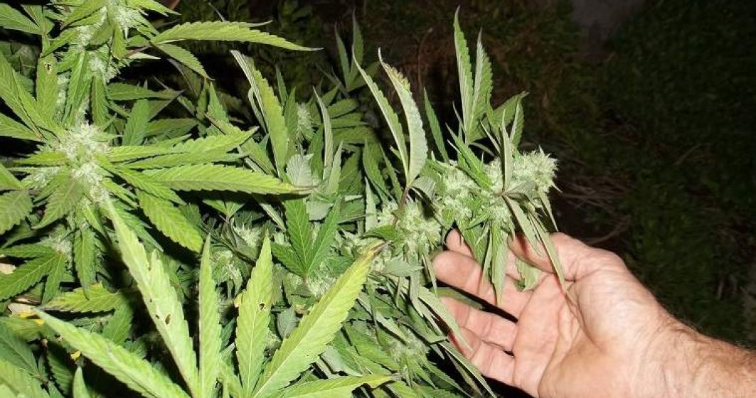 Plantatie de cannabis descoperita intr-un sat din Mehedinti. Anchetatorii au confiscat doua tone de canabbis