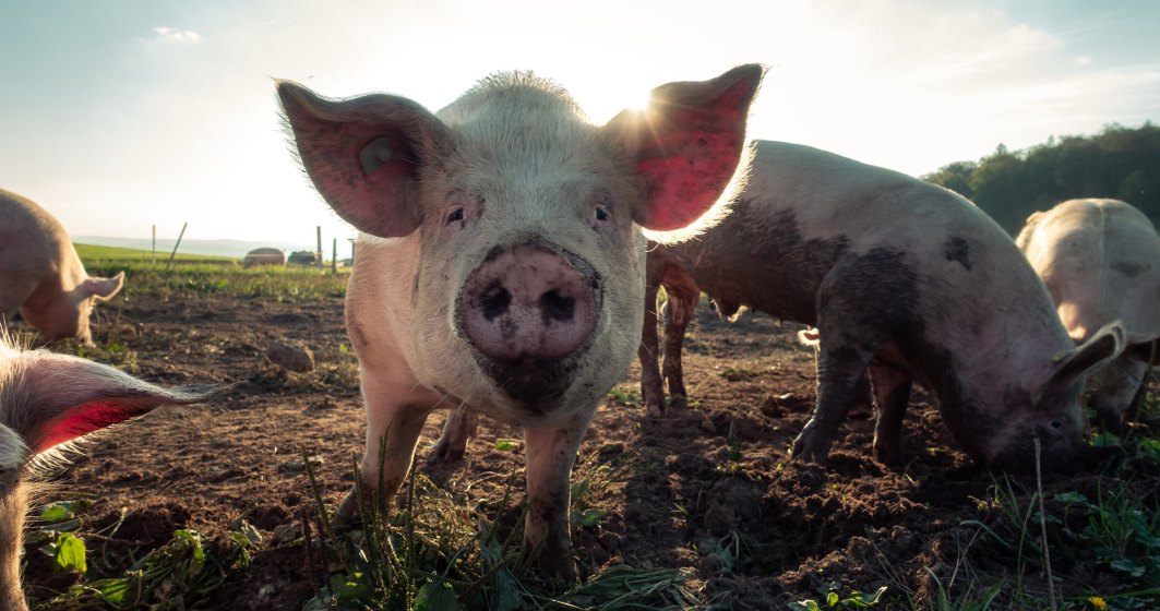 Ministrul Agriculturii: Porcul nu trebuie să fie interzis și nu se va interzice niciodată în România