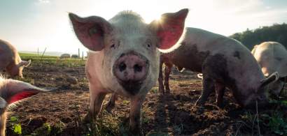 Ministrul Agriculturii: Porcul nu trebuie să fie interzis și nu se va...