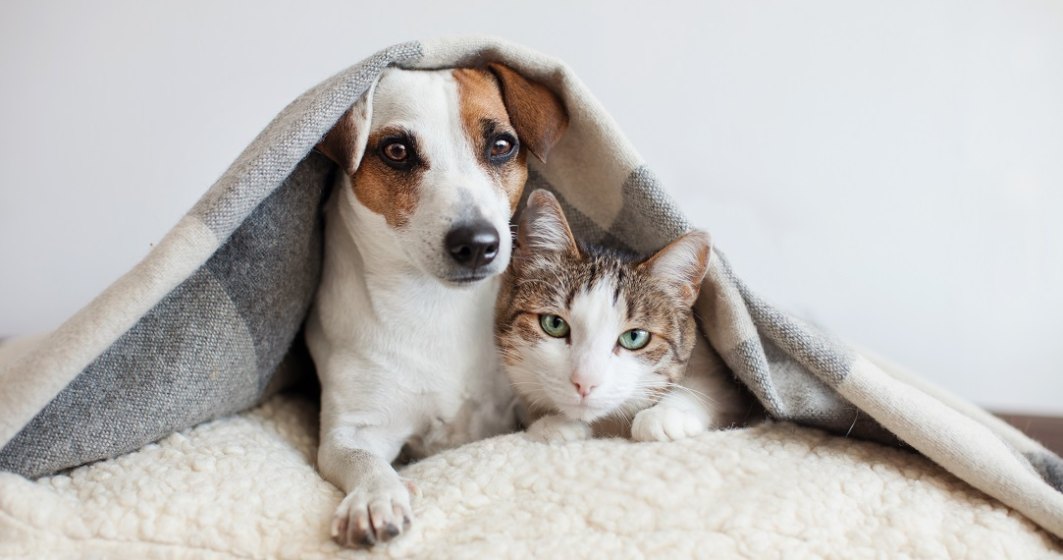 Studiu: COVID-19 se poate transmite de la oameni la câini și pisici
