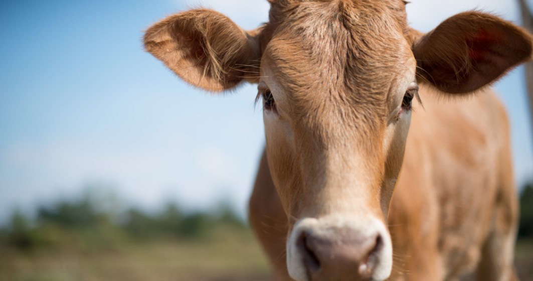 Veterinarii etiopieni au descoperit 50 de kilograme de plastic în stomacul unei vaci