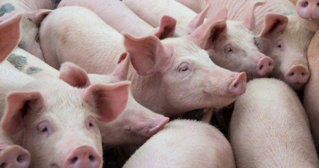 Pesta porcina africana pune stapanire pe un nou judet: peste 230.000 de porci omorati pana in prezent