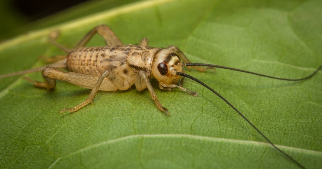 Criza alimentară globală și mâncatul insectelor: cum se construiește un fake