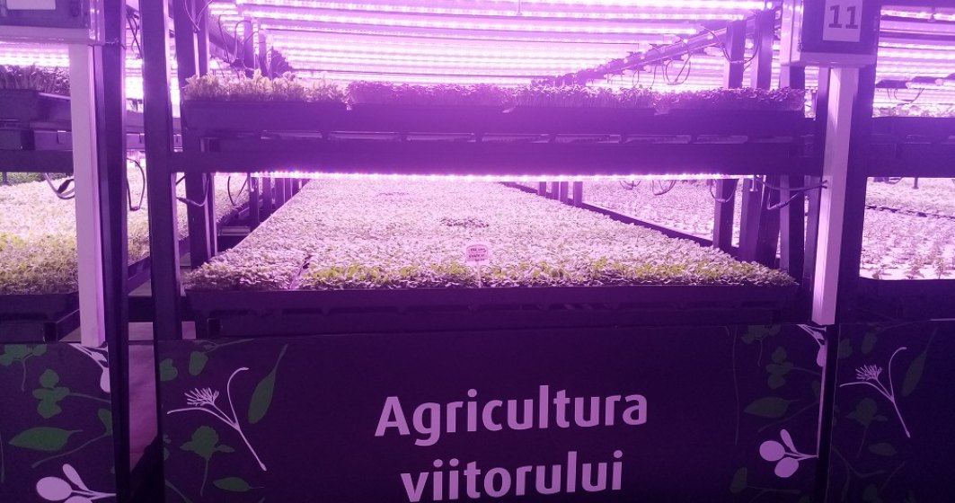 Kaufland și producătorul de microplante Ultragreens au inaugurat prima seră verticală din România