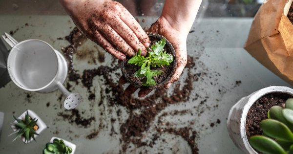Care sunt efectele benefice ale unui hobby precum grădinăritul