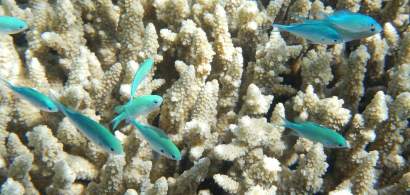Surpriză submarină: Coralii ar fi capabili să se regenereze complet chiar și...