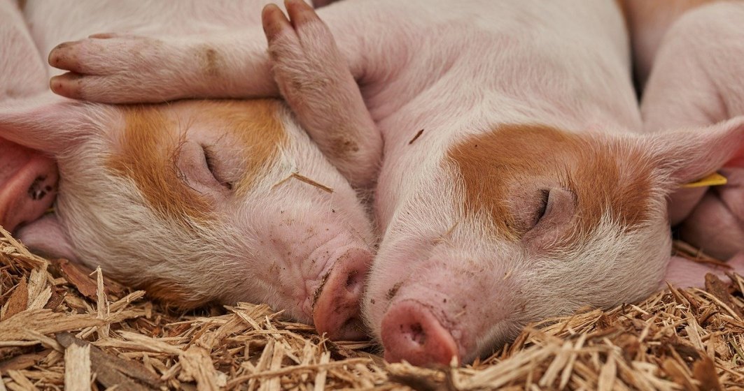 Ioan Ladoşi (APCPR): Producătorii de carne de porc sunt la limita supraviețuirii