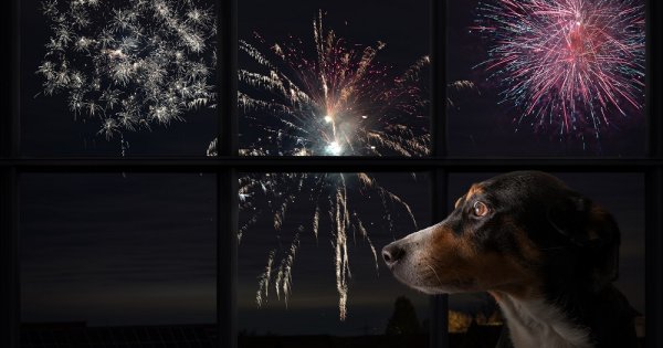 Avertismentul specialiștilor: Artificiile de Anul Nou poluează masiv și...