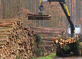 Analiză: Cantitatea de lemn exploatată anual în România este în scădere. Cum...