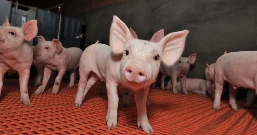 Romania nu a solicitat UE niciun ajutor suplimentar pentru pesta porcina. Banii asteapta sa fie ceruti