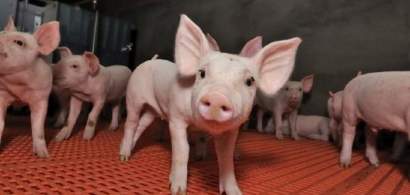 Romania nu a solicitat UE niciun ajutor suplimentar pentru pesta porcina....