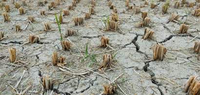 Ajutorul pentru culturile de primăvară distruse de secetă, redus la o treime....