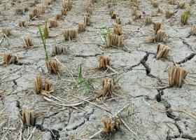 Ajutorul pentru culturile de primăvară distruse de secetă, redus la o treime....