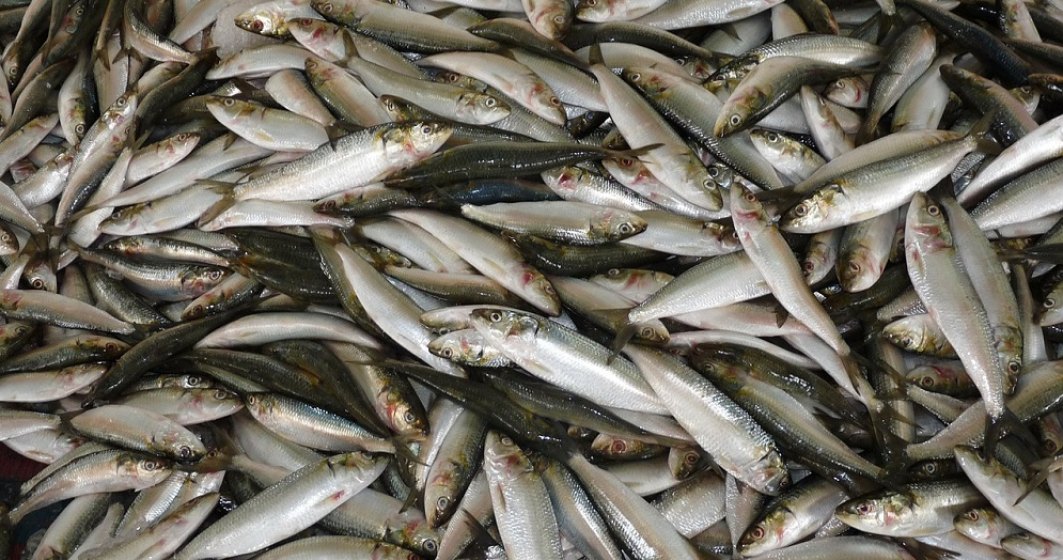 Tone de peşte confiscate de poliţişti în urma unei acţiuni împotriva pescuitului ilegal în Delta Dunării
