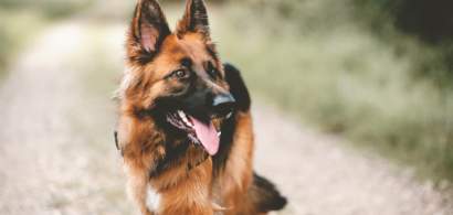 Câinii polițiști | Povestea celor mai eficienți agenți și a celui care vrea...