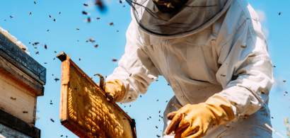 Romanul care ajuta apicultorii din intreaga lume: Suntem prima linie de...