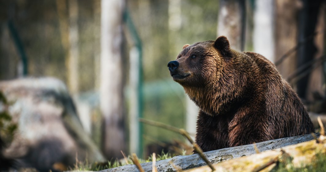Ministrul Mediului a aprobat uciderea ursilor din zona Baile Tusnad