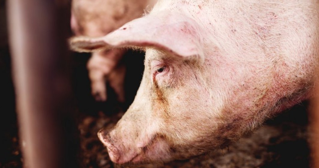 Cat a decis Guvernul sa dea lunar celor care devin someri din cauza pestei porcine