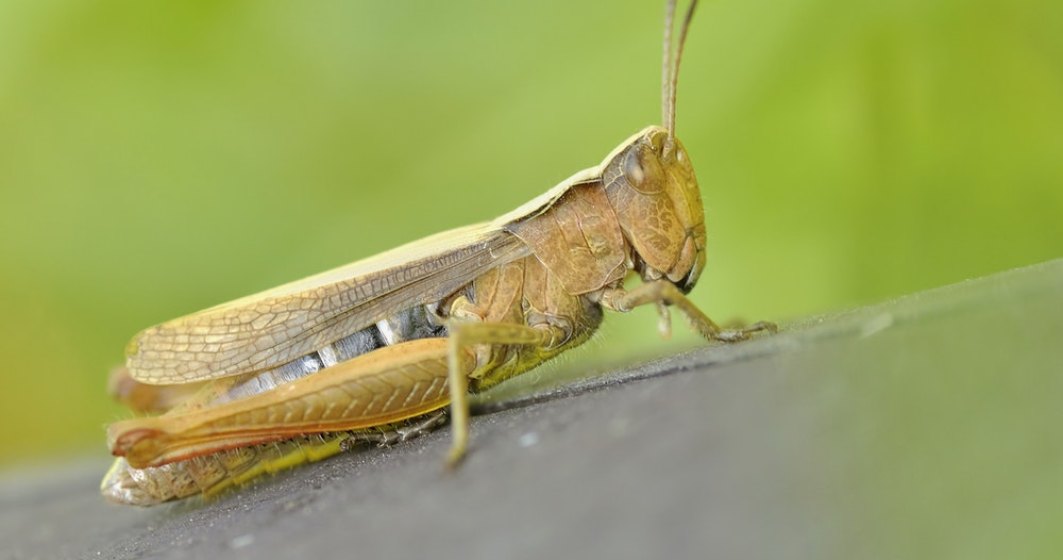 Comisia Europeană aprobă o a doua insectă ca ingredient alimentar