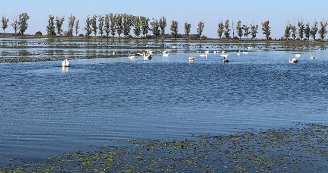 WWF propune iubitorilor de natura un petic de Delta langa Bucuresti: Ciocanesti-Dunare, judetul Calarasi