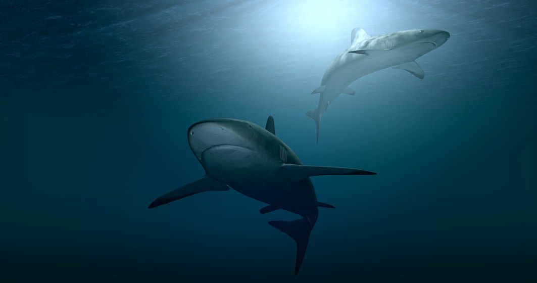 Mai multe plaje din Spania au fost închise din cauza apariției rechinilor în apropiere de țărm