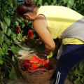 GALERIE FOTO In vizita la ferma din Fierbinti a unuia dintre cei 158 de producatori de "Gusturi Romanesti" - Foto 4