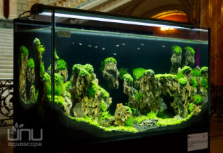 Designul interior pentru acvarii, o afacere profitabila