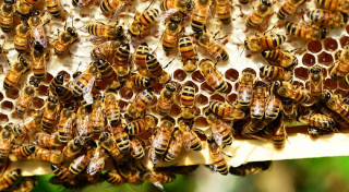 O afacere cu miere de albine