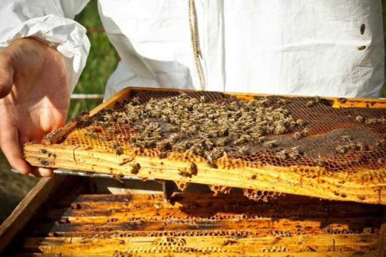 Cum sa faci afaceri cu miere de albine