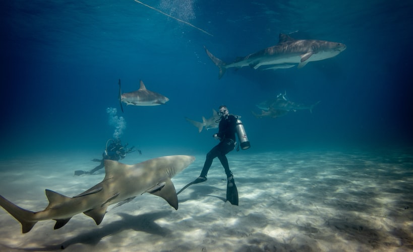 Scufundări cu rechinii în Australia de Sud