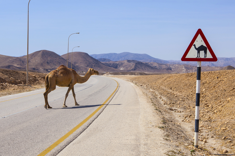 Emiratele Arabe Unite - Cămilele au prioritate pe orice șosea