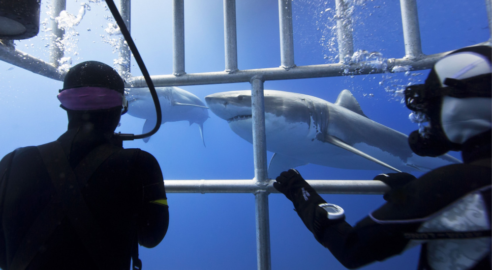 Înoată cu marii rechini albi în Africa de Sud