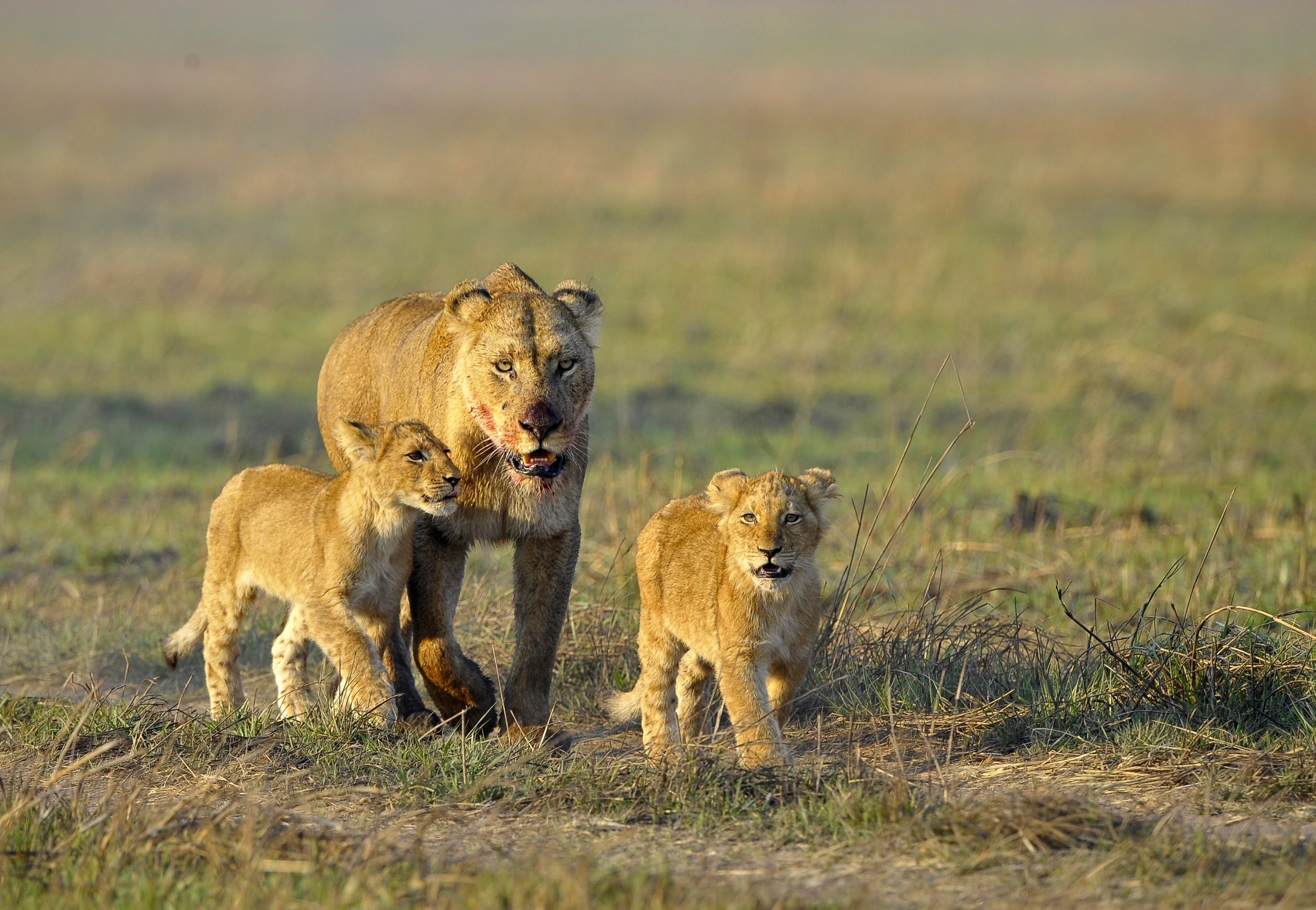 Safari le picior în Zambia