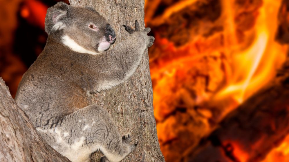 RAPORT: Incendiile de vegetație din Australia au fost intensificate de încălzirea globală