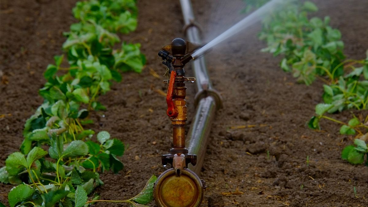 Importanța agriculturii și impactul acesteia asupra societății!